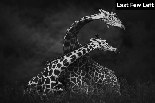 Giraffes Dancing