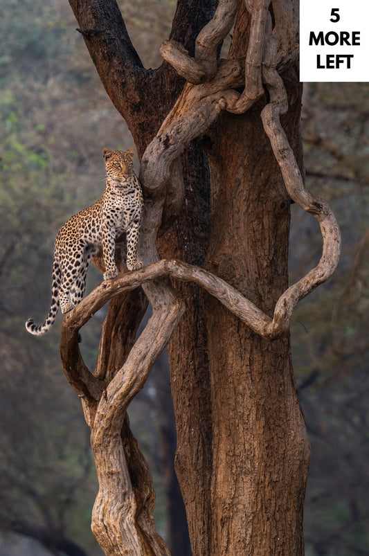 The Leopard on the Snake