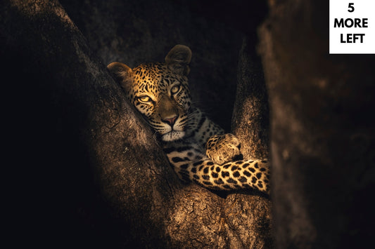 Leopard resting in a tree fork