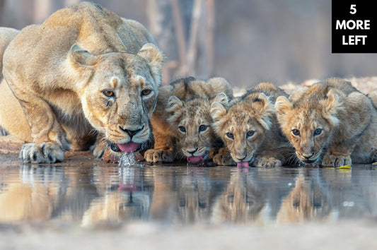 Family Gathering