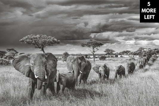 The Herd