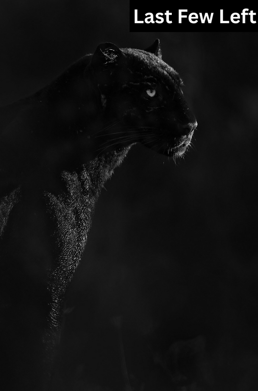 Giza, Black Leopard of Laikipia