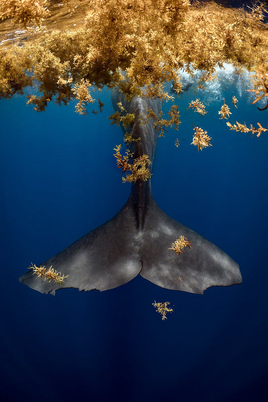 A Whales Tale