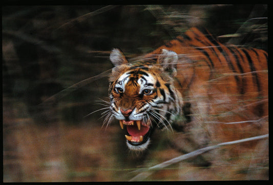 A Mother's Instinct - fierce, fearless, unstoppable...