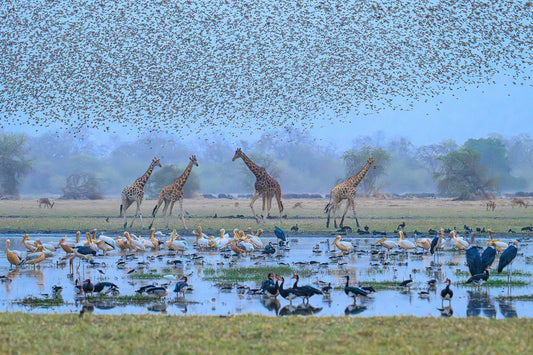 African Eden