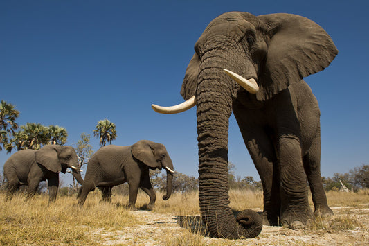 African Elephant