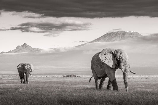 Amboseli Icons