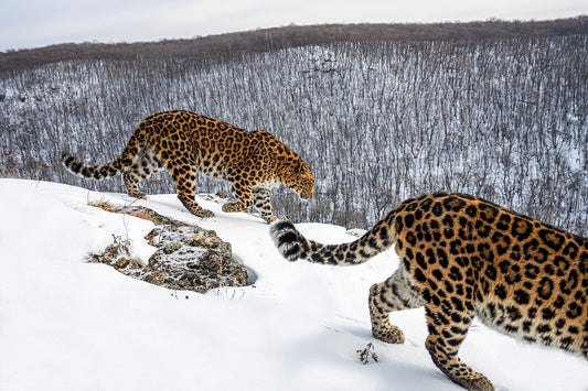Amur Leopard