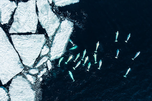 Arctic Angels