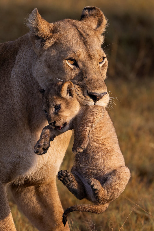 Baby Carrier
