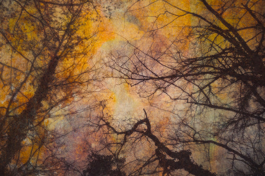 Bizarre Branches