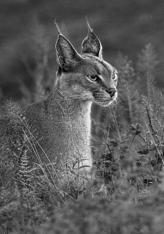 Caracal