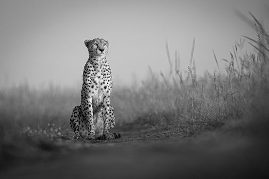 Contemplation