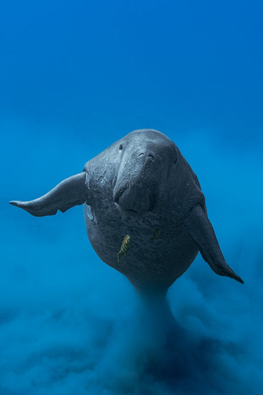 Dugong