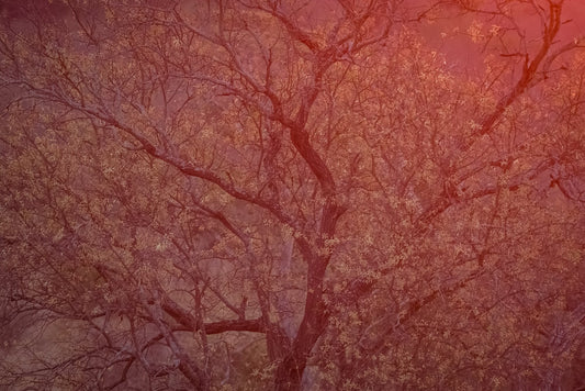 Ephemeral Bloom
