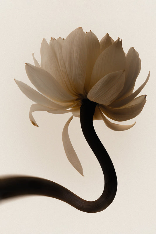 Flowers Experiment. Lotos