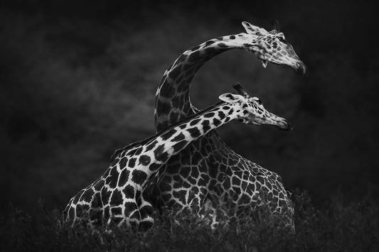 Giraffes Dancing