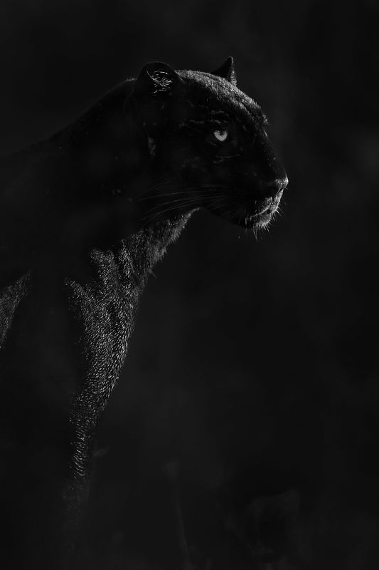 Giza, Black Leopard of Laikipia