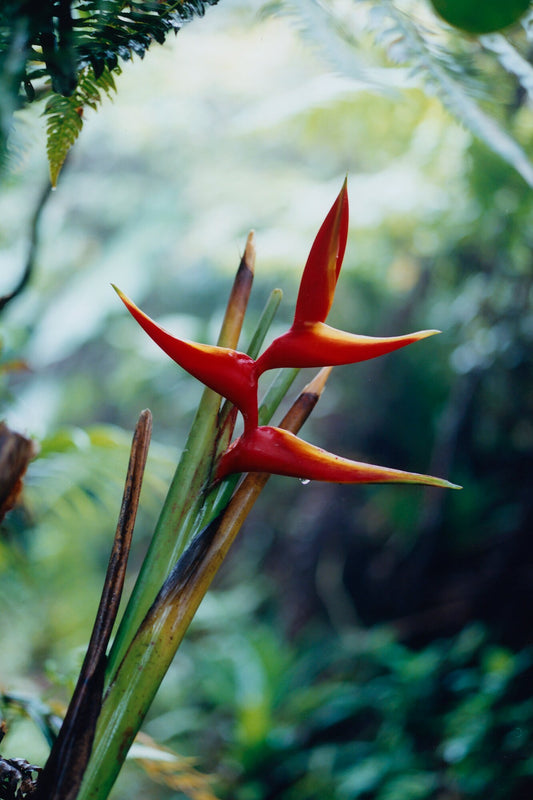 Guadeloupe