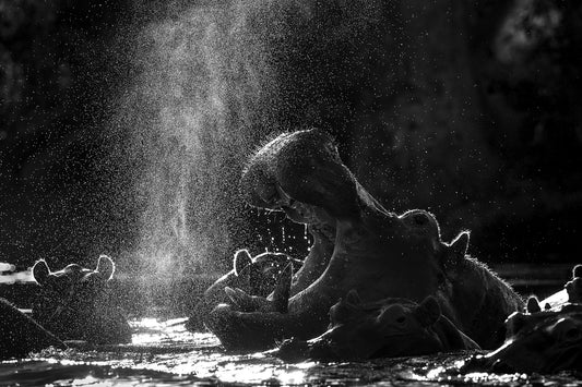 Hippo Smoke