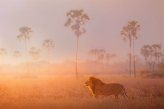 Lion amongst Ilalas