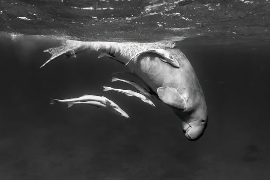The Dugong: Curious and Endangered