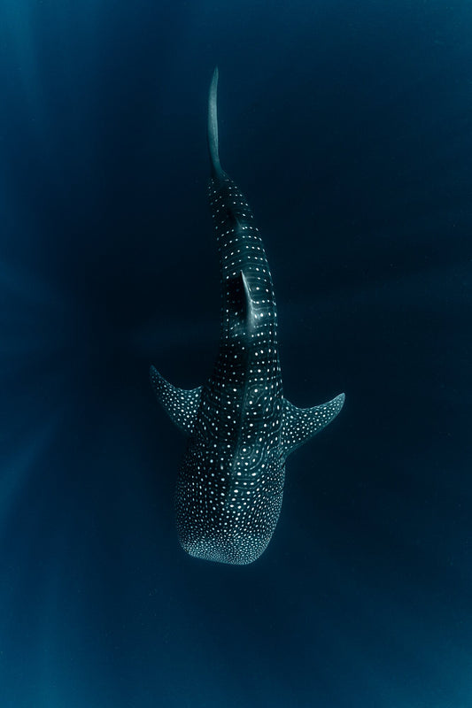 Ningaloo Whale Shark