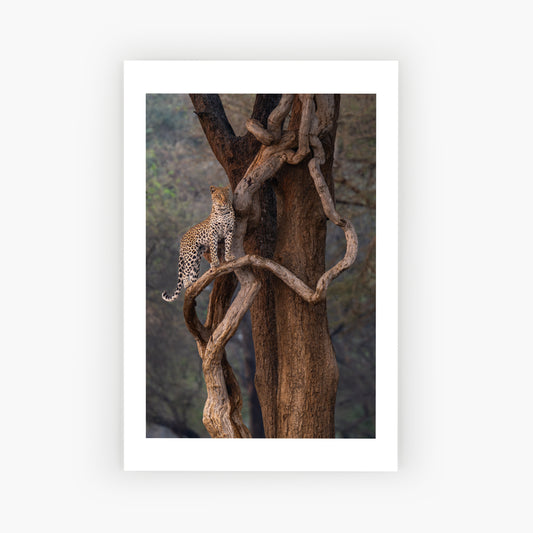 The Leopard on the Snake