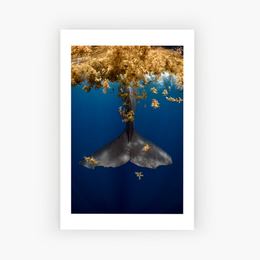 A Whales Tale