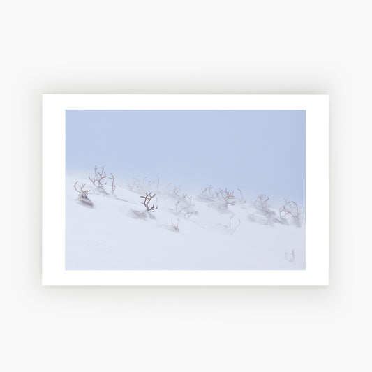 Sápmi's Reindeer