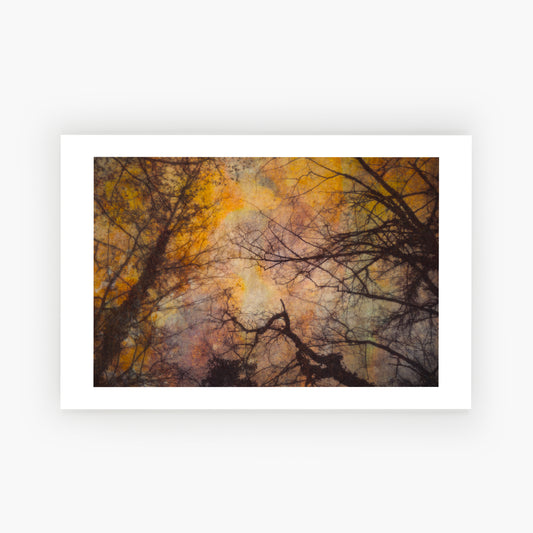 Bizarre Branches