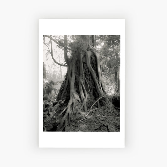 Tree on a tree in Canada