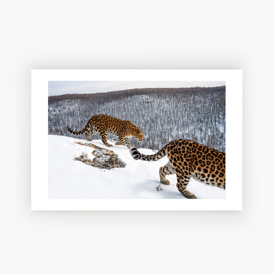 Amur Leopard