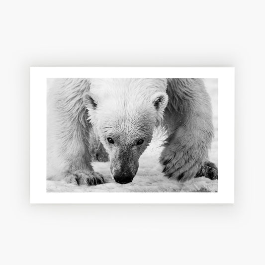 The Arctic Sentinel