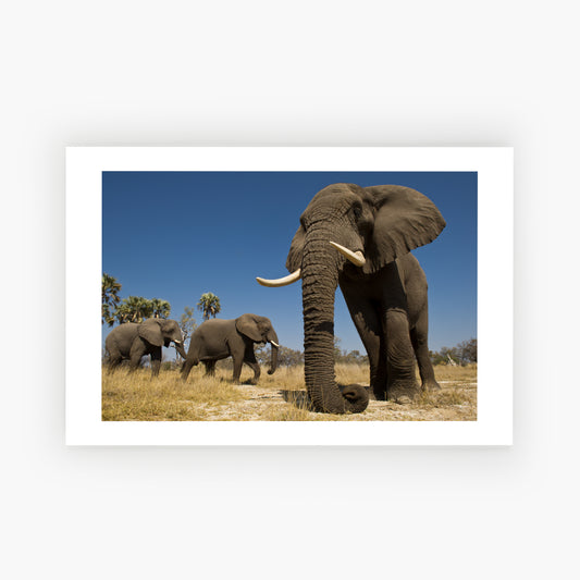 African Elephant