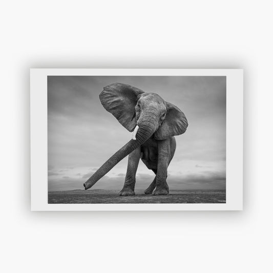 Ballerina