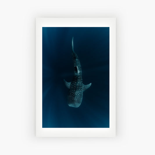 Ningaloo Whale Shark