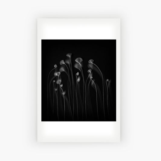 Unfurl