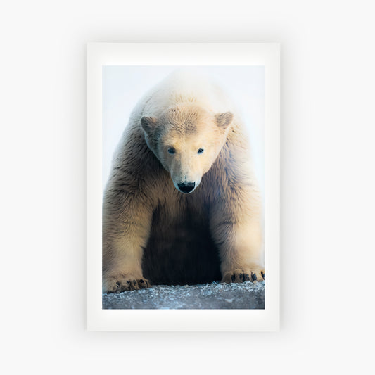 Polar Bear