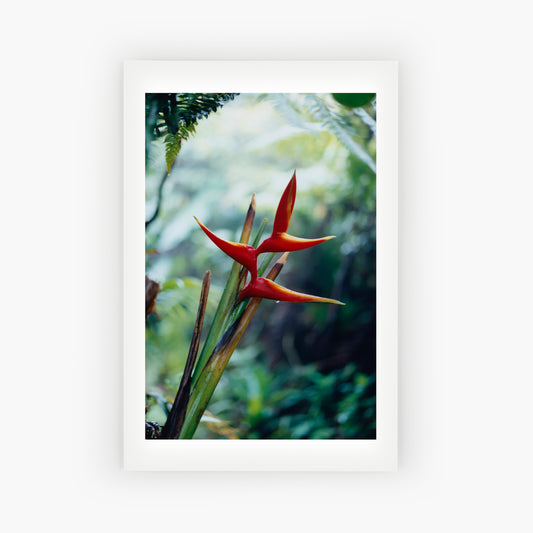 Guadeloupe