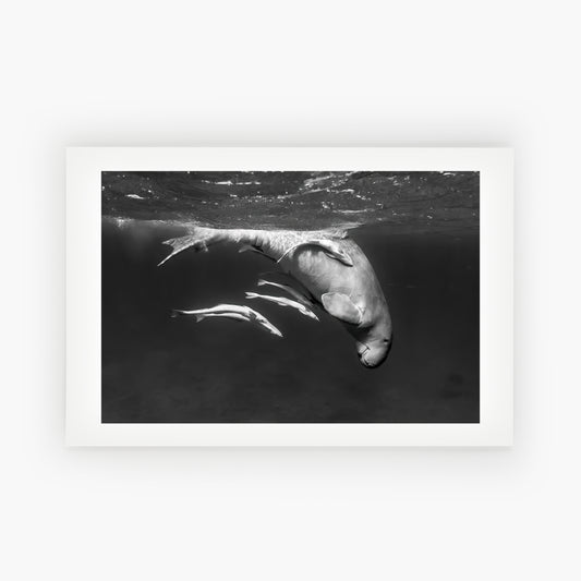The Dugong: Curious and Endangered