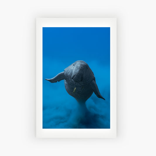 Dugong
