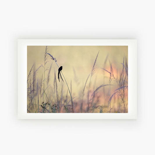 Red Collared Widowbird