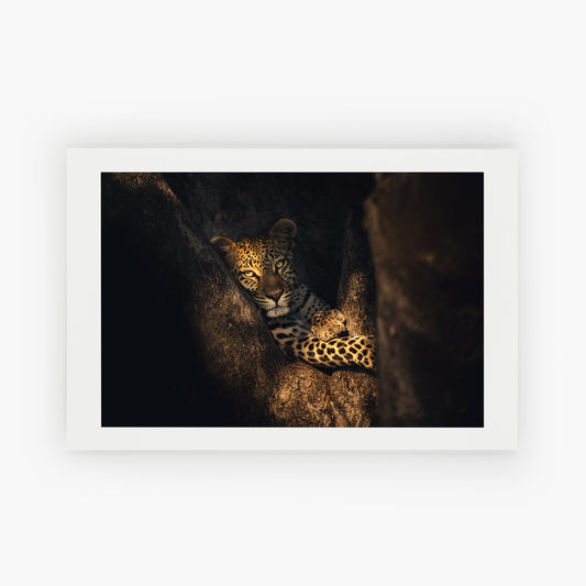 Leopard resting in a tree fork