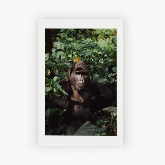 Silverback