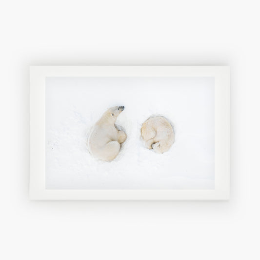 Polar Bear Romance