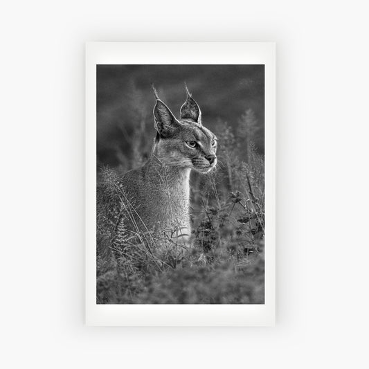 Caracal