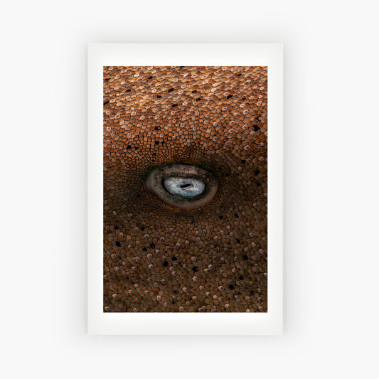 Ocean Eye