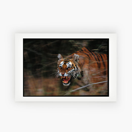 A Mother's Instinct - fierce, fearless, unstoppable...