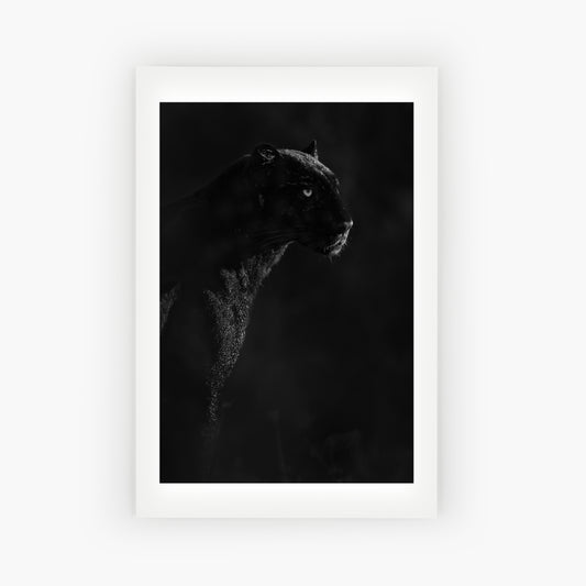 Giza, Black Leopard of Laikipia